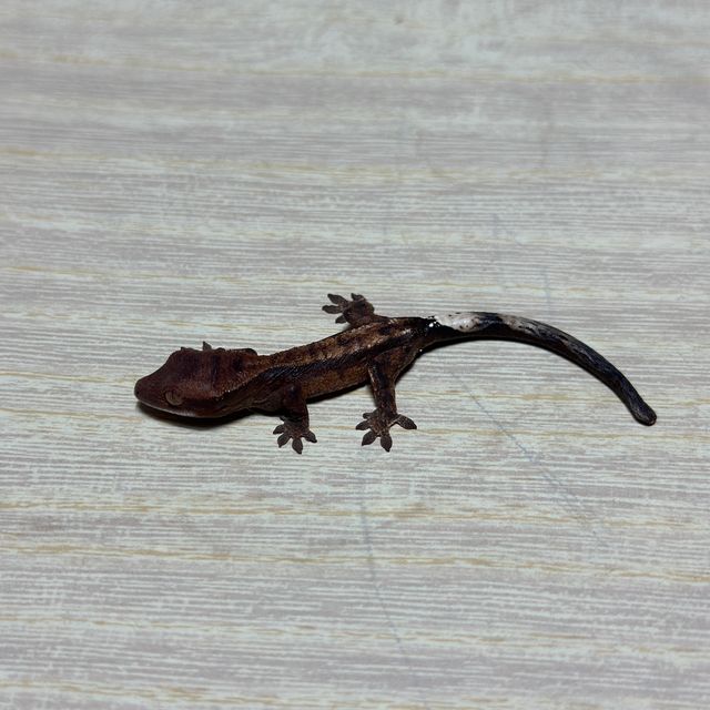 챠콜 할로윈 카푸치노