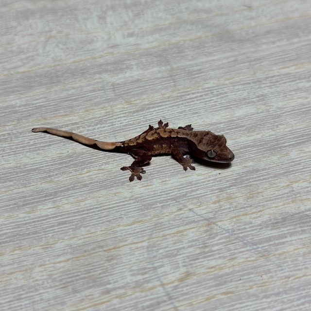 다크 트라이 익스트림할리퀸 화이트핀 화이트스팟