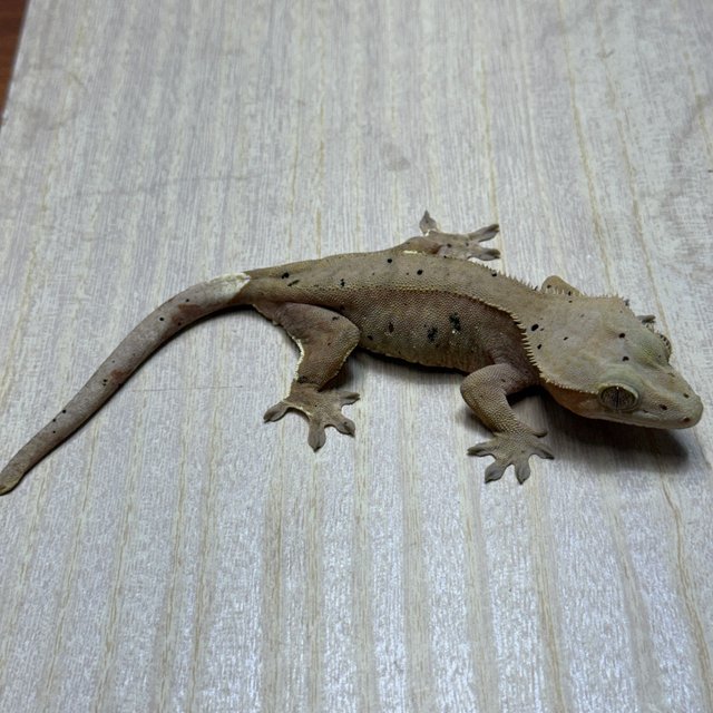 레드 팬텀 달마시안