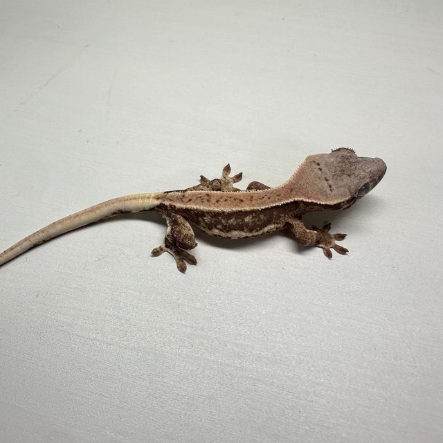 릴리화이트 트라이 화이트스팟