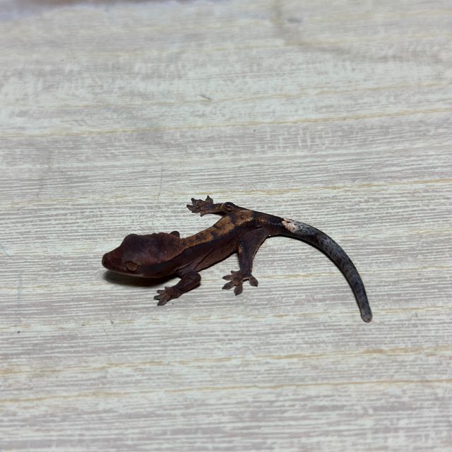 챠콜 플레임