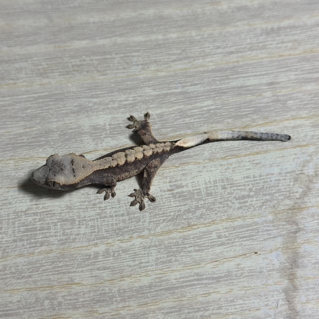 다크 화이트핀 화이트스팟 트라이 익스트림할리퀸
