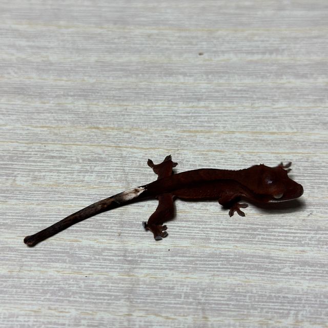 알티 챠콜