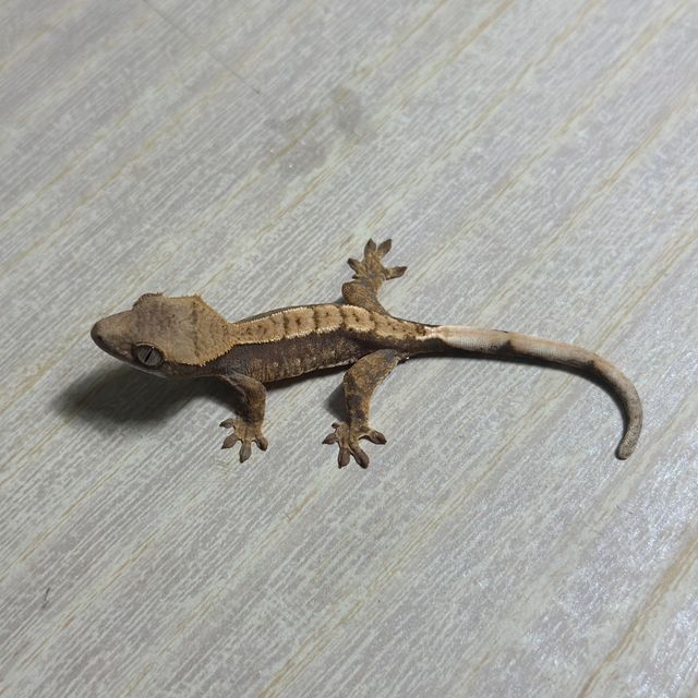 화이트핀 화이트스팟 트라이 익스트림할리퀸