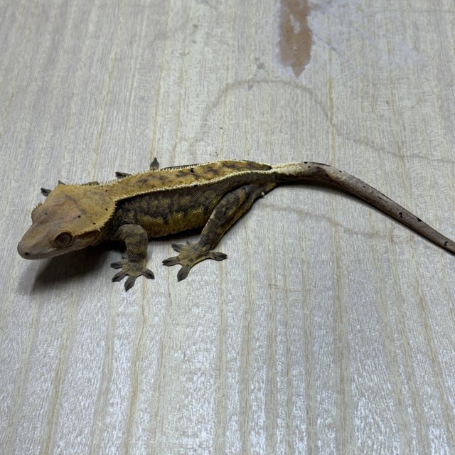 트라이 익스트림할리퀸 풀핀 핀스트라이프 쿼드 화이트핀