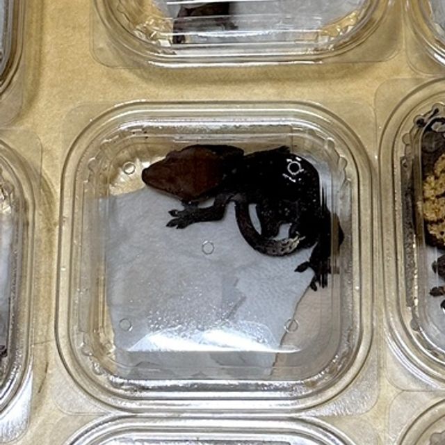 챠콜 카푸치노