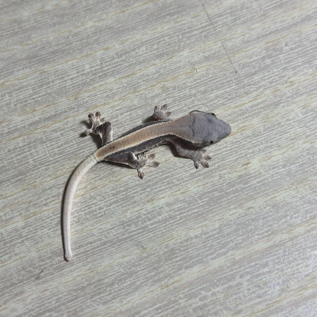 솔리드백 화이트핀 화이트스팟 핀스트라이프 드리피 릴리화이트