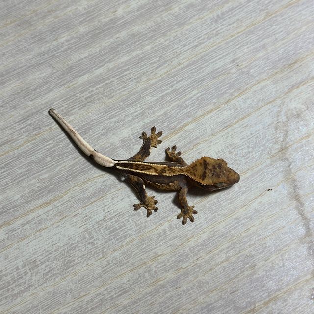 다크 엠티백