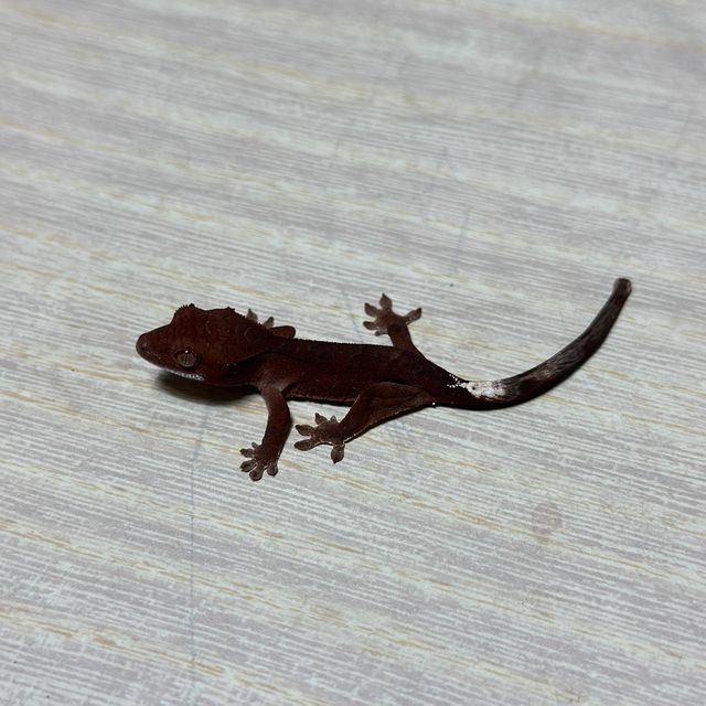 패턴리스 챠콜