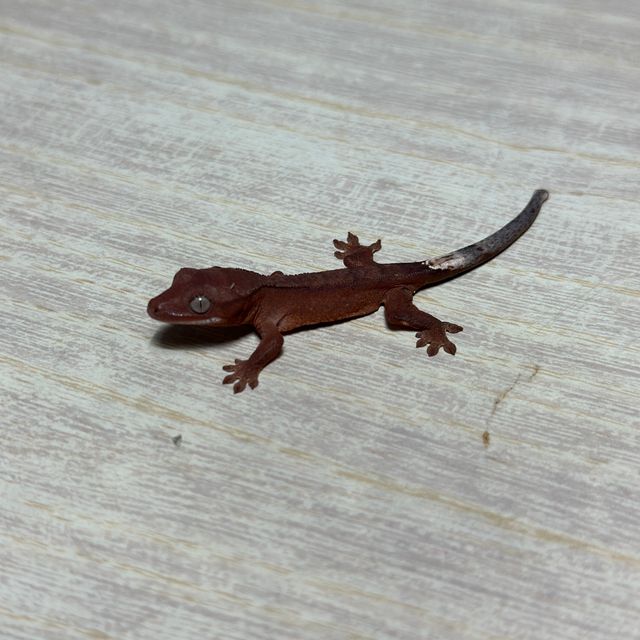 챠콜 패턴리스