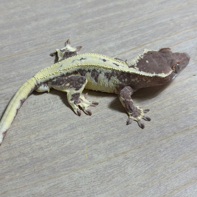 드리피 화이트스팟 프라푸치노