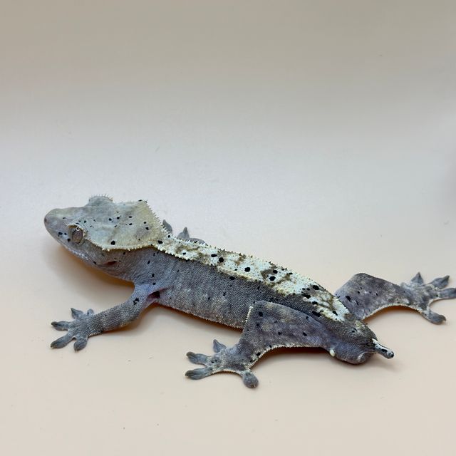 화이트핀 플레임 다크