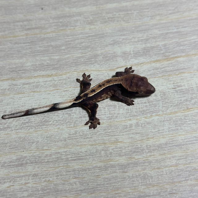 다크 화이트핀 화이트스팟 트라이 익스트림할리퀸