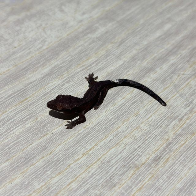 알티 챠콜 패턴리스 카푸치노