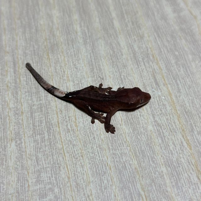 챠콜 팬텀 다크