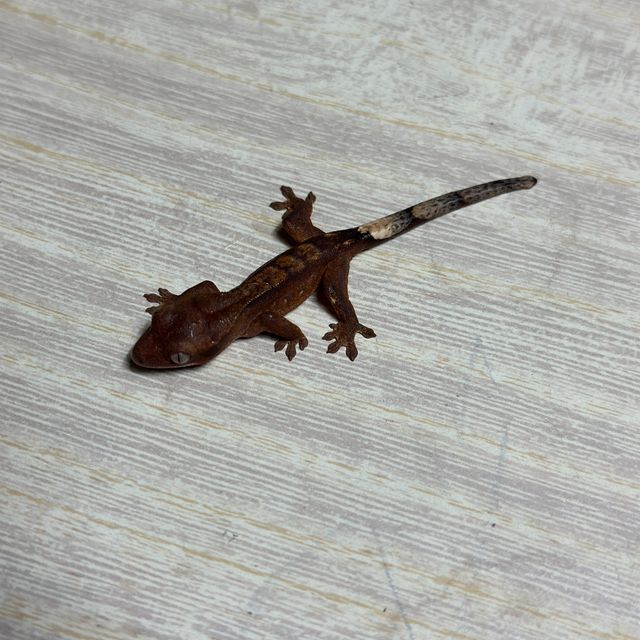 다크 챠콜