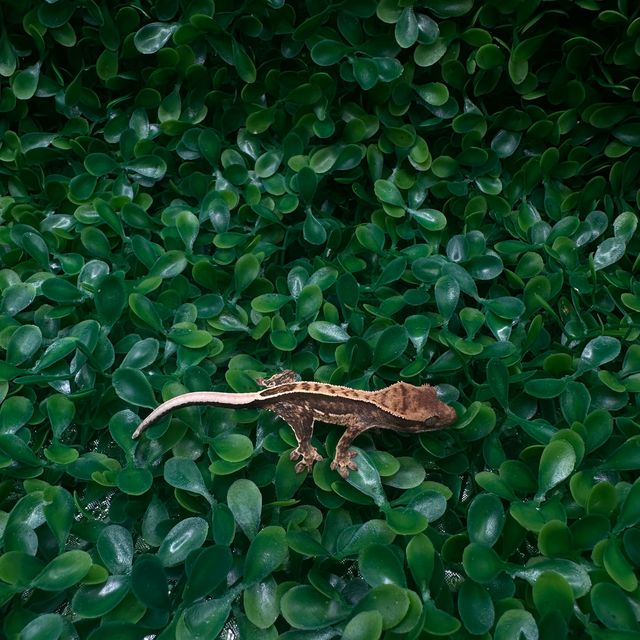 다크 할로윈