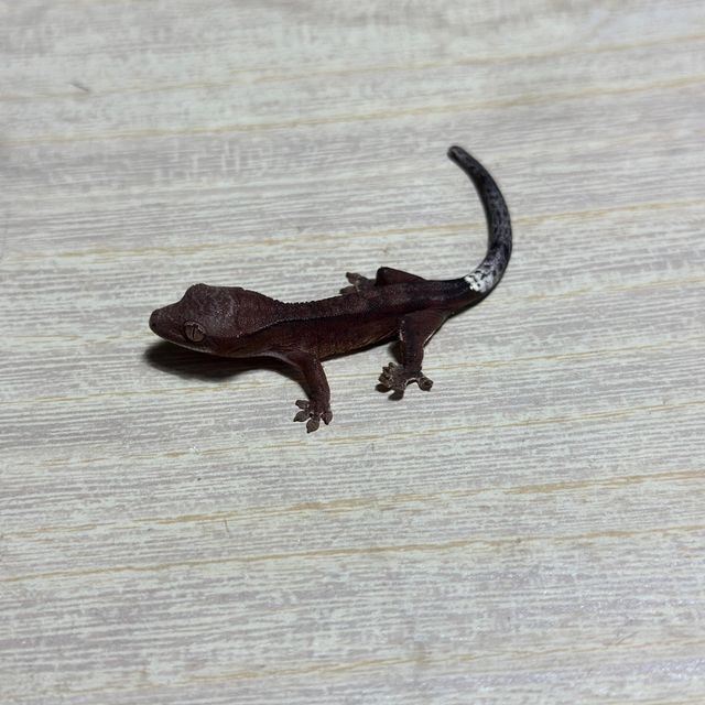 챠콜