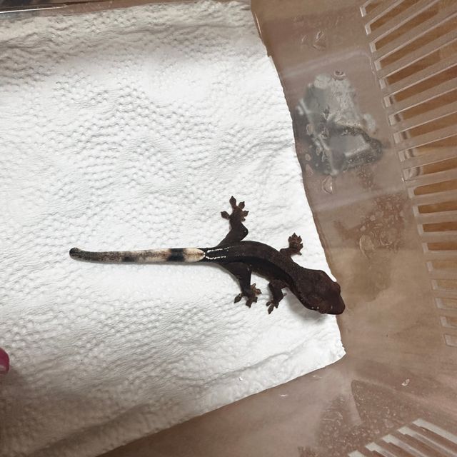 팬텀 다크