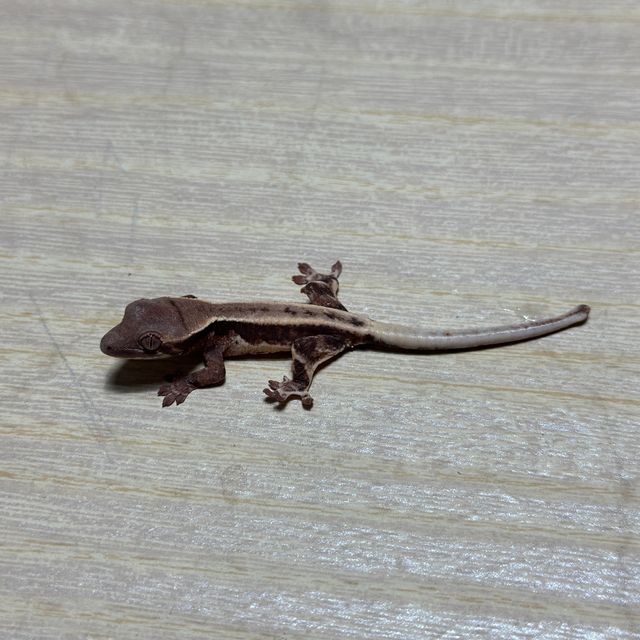 화이트스팟 드리피 프라푸치노 화이트핀