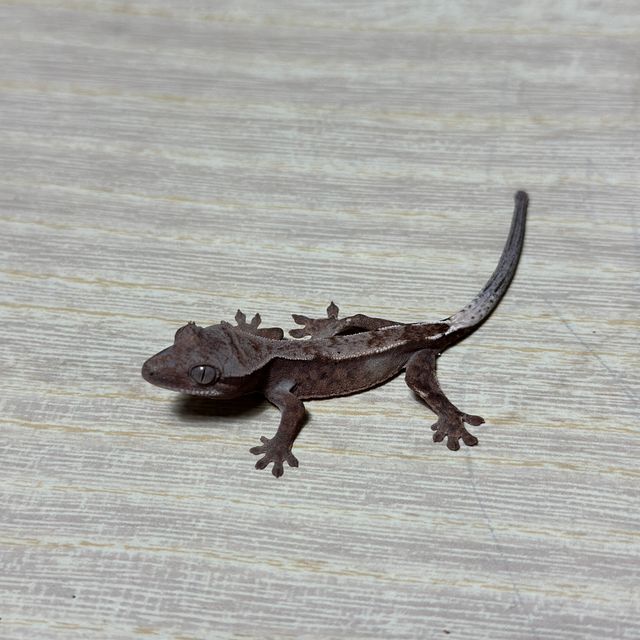 다크 화이트핀 트라이 카푸치노