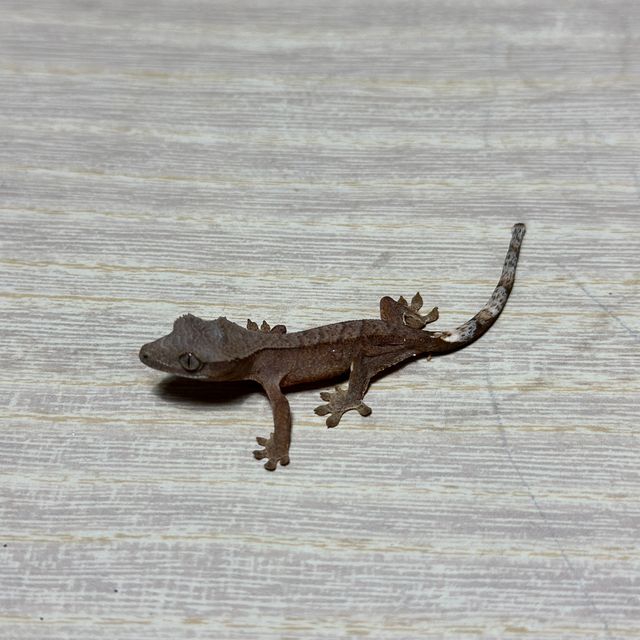 챠콜 레드 팬텀 패턴리스