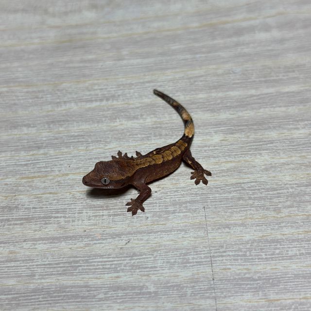 다크 트라이 익스트림할리퀸