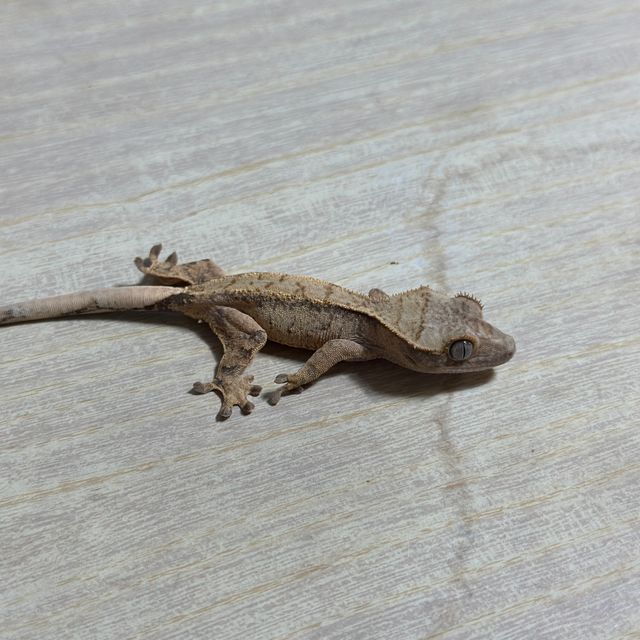 패턴리스 트라이 익스트림할리퀸