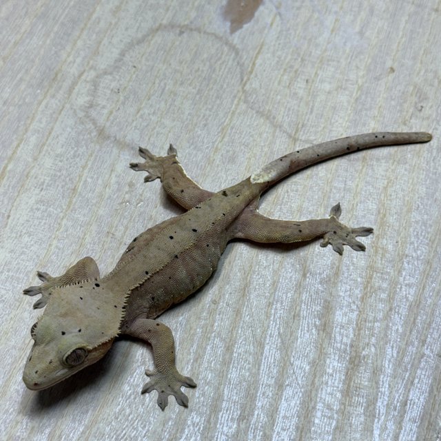 레드 팬텀 달마시안