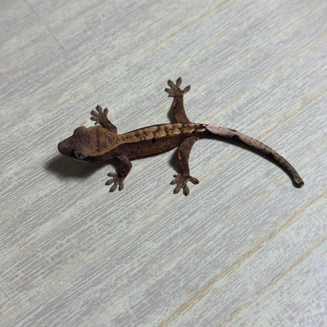 다크 화이트핀 화이트스팟 트라이 익스트림할리퀸