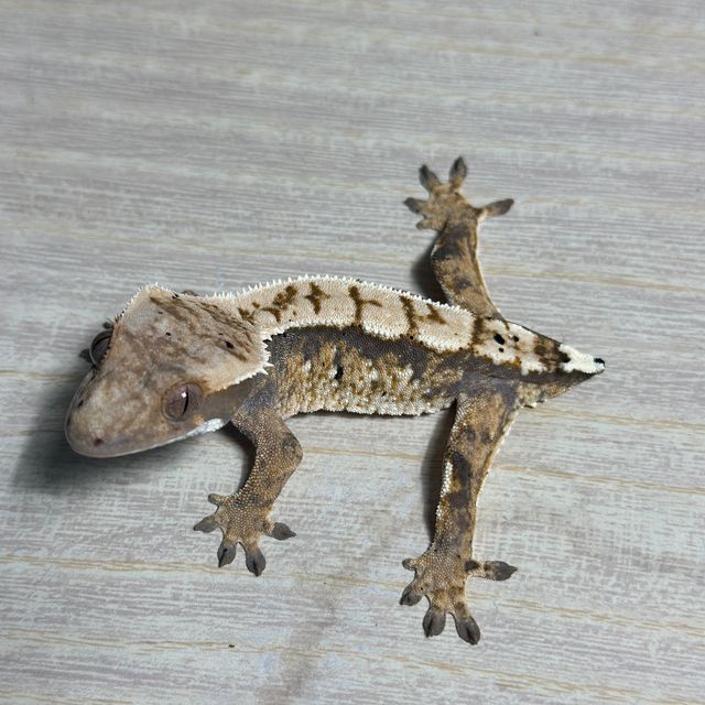 화이트핀 화이트스팟 드리피 트라이 익스트림할리퀸