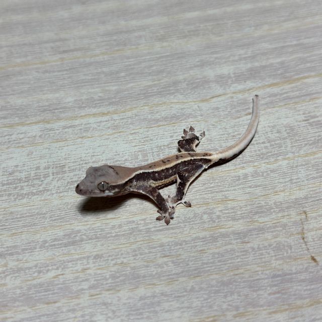 화이트핀 드리피 화이트스팟 트라이 익스트림할리퀸 릴리화이트