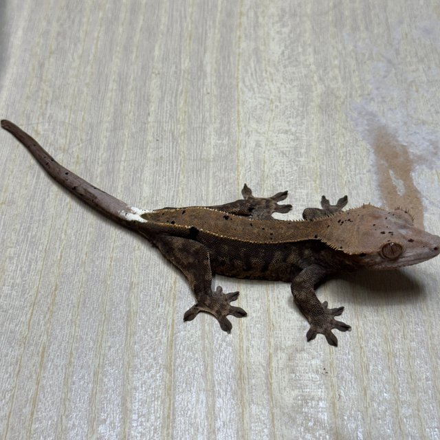 챠콜 카푸치노 화이트핀 익스트림할리퀸