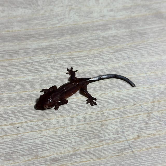 알티 챠콜 카푸치노 슈퍼스트라이프