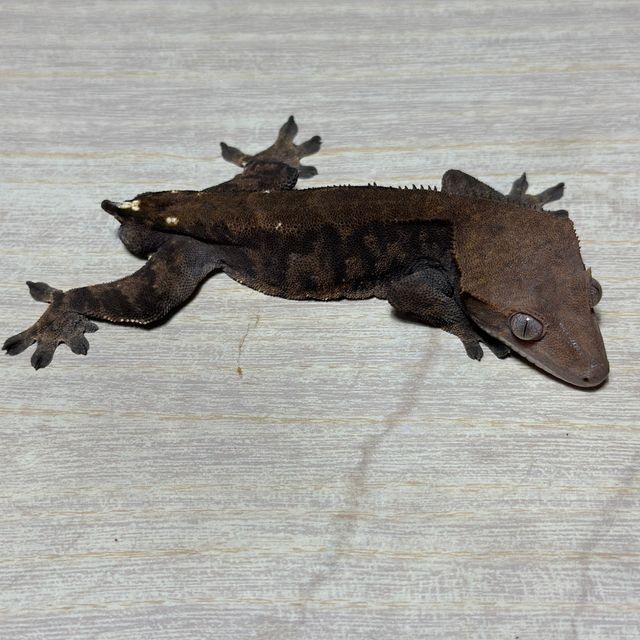 다크 할로윈 카푸치노