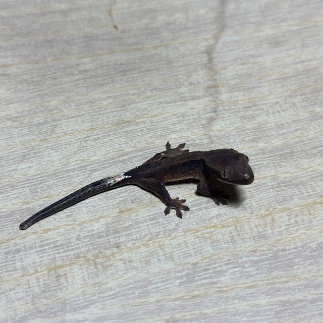 챠콜 할로윈