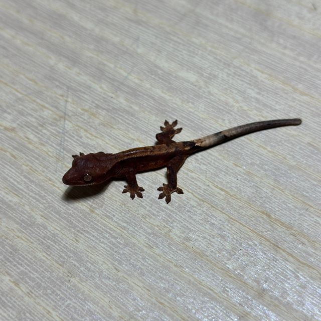 다크 팬텀 할리퀸