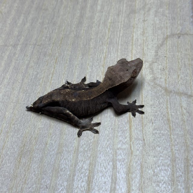 챠콜 트라이 익스트림할리퀸 카푸치노