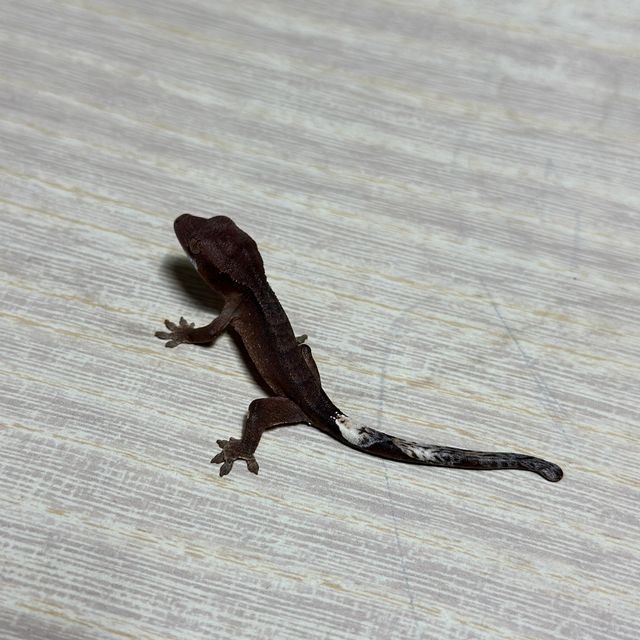 알티 챠콜