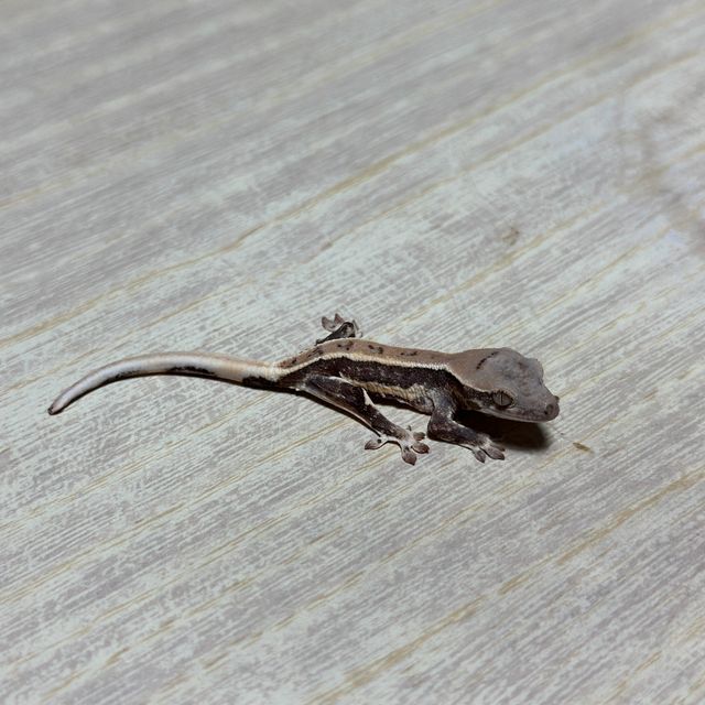 화이트핀 드리피 화이트스팟 트라이 익스트림할리퀸 릴리화이트
