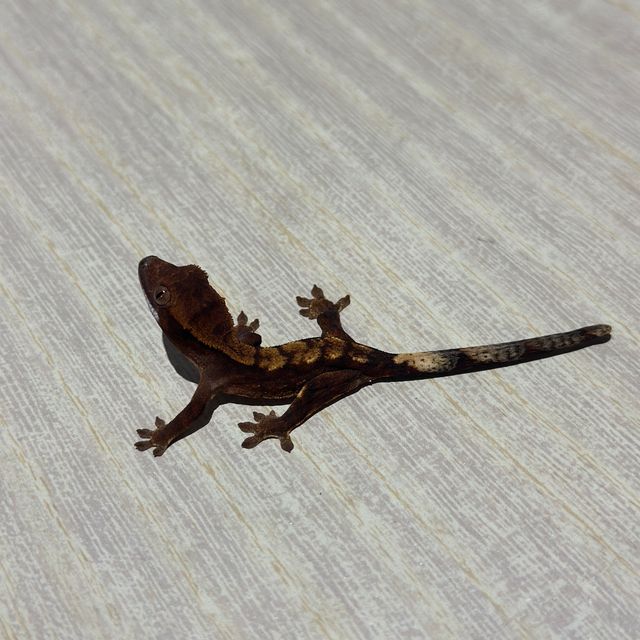 다크 화이트핀 트라이 익스트림할리퀸