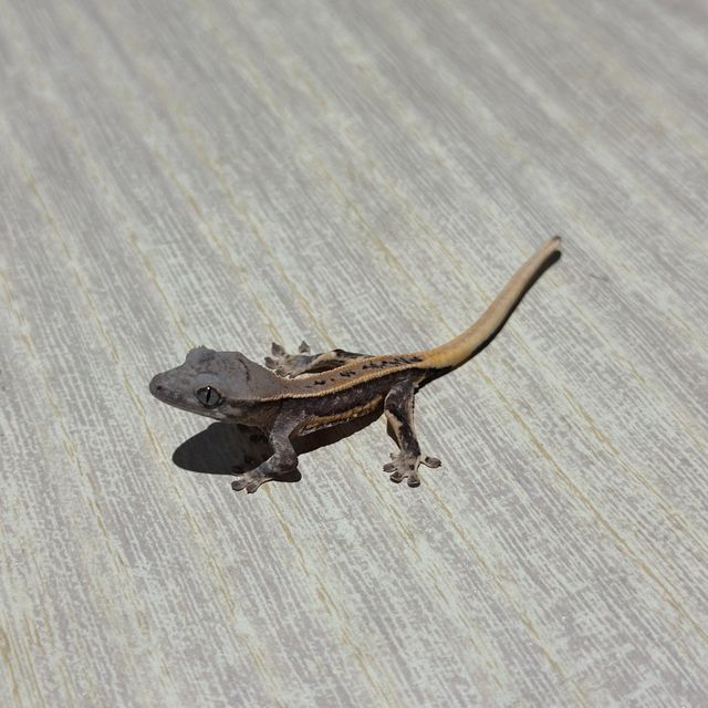 화이트핀 화이트스팟 드리피 릴리화이트