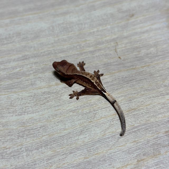 다크 할로윈 트라이 익스트림할리퀸