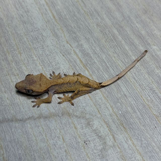 트라이 익스트림할리퀸 화이트스팟 화이트핀 드리피