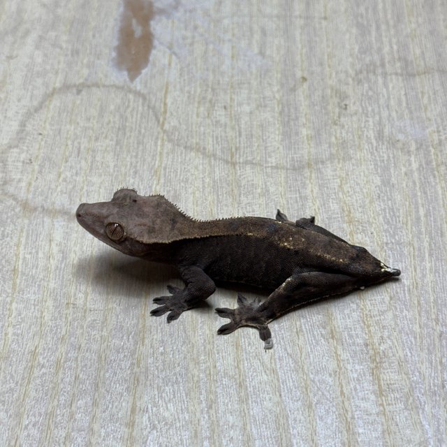 챠콜 트라이 익스트림할리퀸 카푸치노