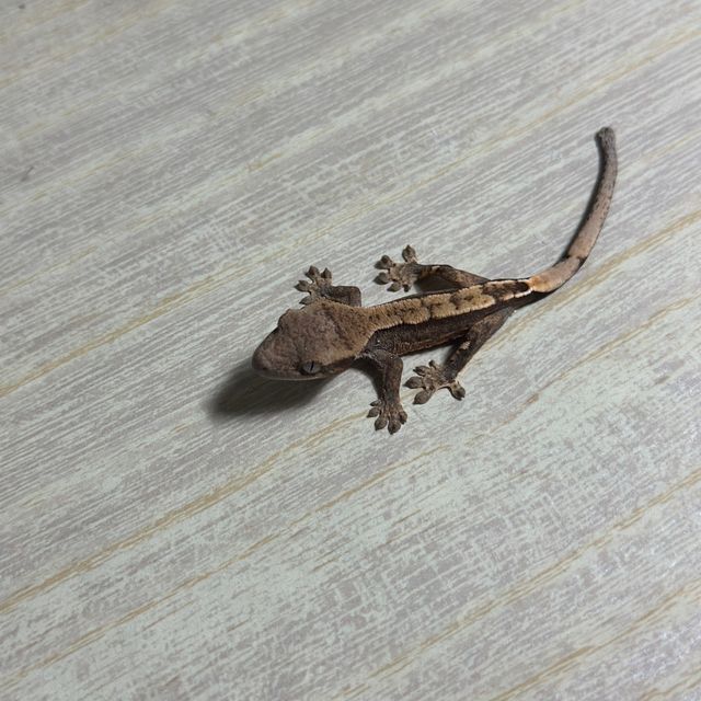 화이트 노멀 드리피 화이트핀 화이트스팟 익스트림할리퀸