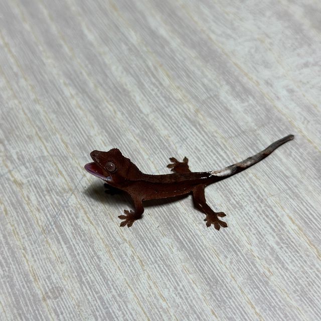 챠콜