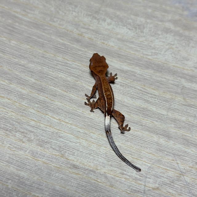 챠콜 화이트핀 슈퍼스트라이프 카푸치노 트라이