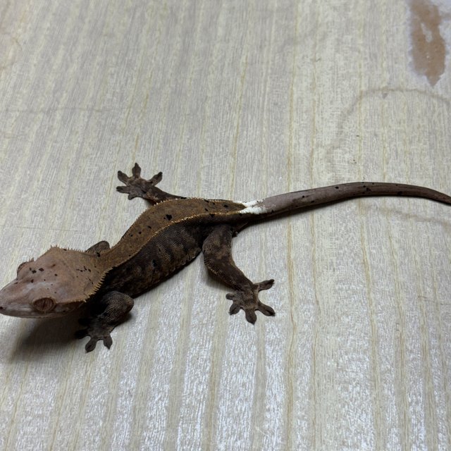 챠콜 카푸치노 화이트핀 익스트림할리퀸