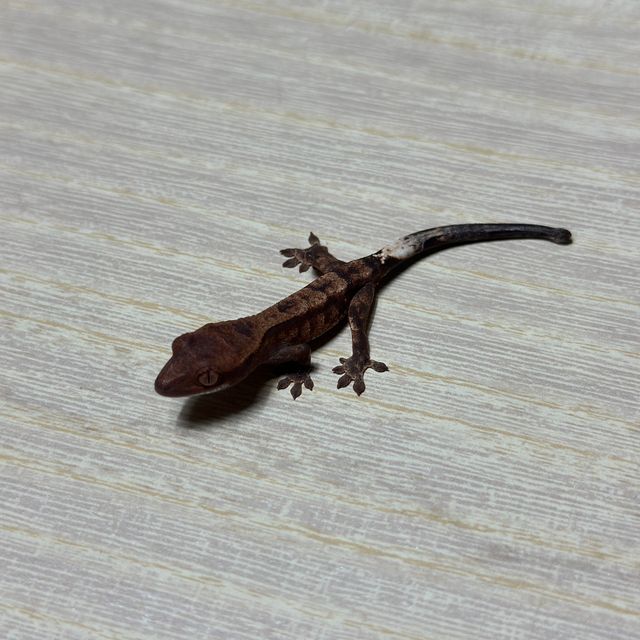 챠콜 트라이 익스트림할리퀸 카푸치노